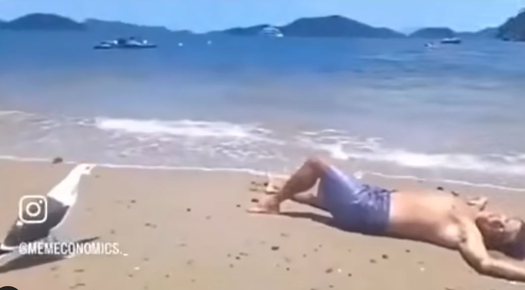 Keď sa vám aj čajka začne smiať